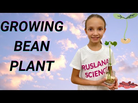 Growing Bean Plant
