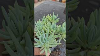Blue Chalk Sticks Curio Repens Propagation From Cutting