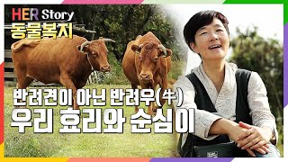 [방송 하이라이트] 우리집엔 반려우(소)가 산다~ 대한민국에서 가장 행복한 소, 효리와 순심이 그리고 수정씨네 동물농장 (KBS 20221021 방송)