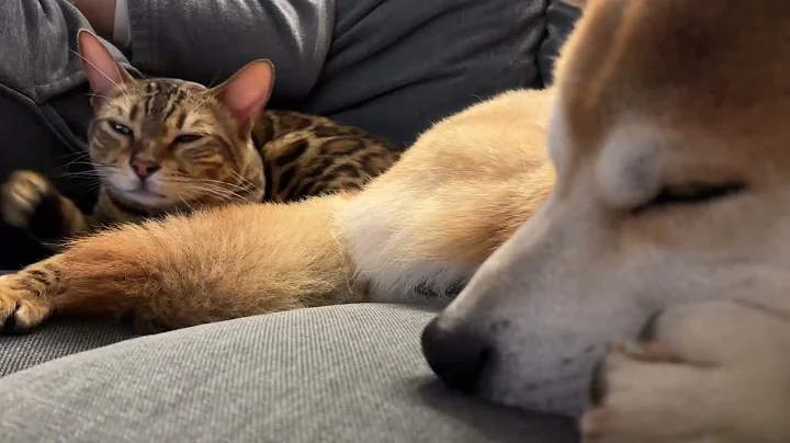 Video 11810021: bengalcat bengals cats, bengal cat cuddles