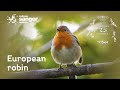 Sanger Institute - European robin: 25 Genomes