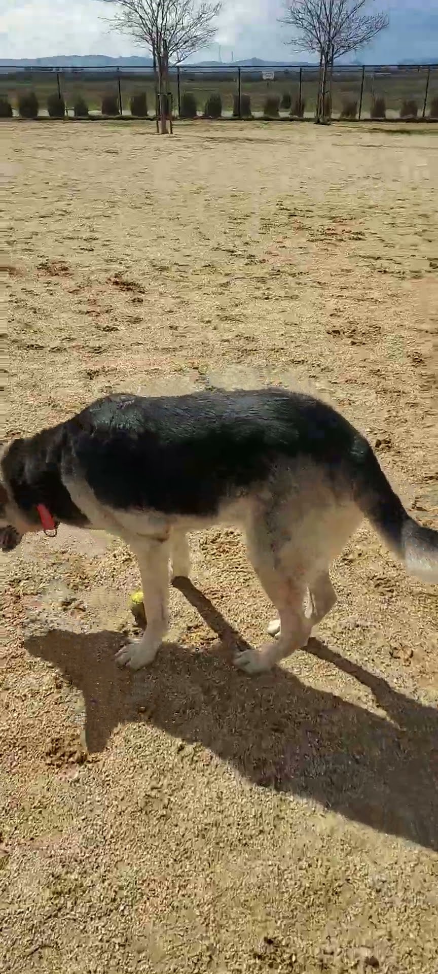 German shepherd being greedy