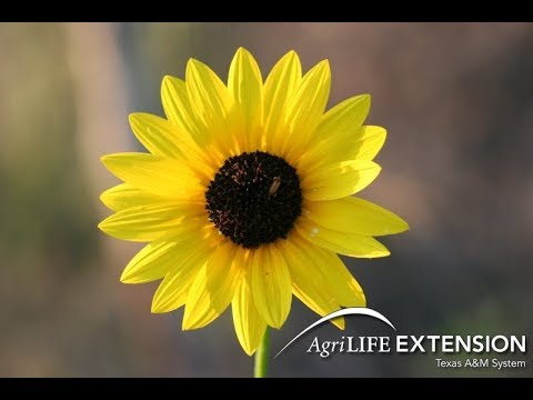 Video: Viengadīgās un daudzgadīgās saulespuķes