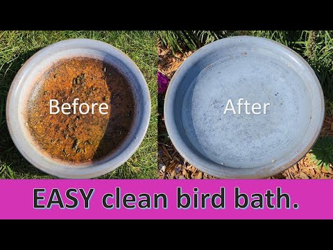 How to clean a birdbath the EASY way.