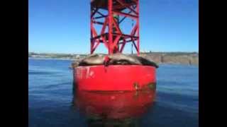 sea lions on buoys off Dana Point