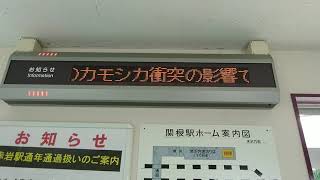 秋田新幹線こまちE6系もカモシカと接触する！