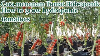 Cara menanam tomat hidroponik di polybag || How to grow hydroponic tomatoes drip irrigation system