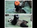 20231123 行豐高手是圓仔 手腳並用躺下來(午餐) Giant Panda Yuan Zai