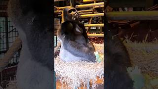 This Silverback Is Enjoying His Broccoli!  #Gorilla #Eating #Asmr #Satisfying