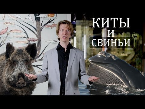 Киты и свиньи родственники! Эволюция китов. Ярослав Попов | Палеонтологические истории #015