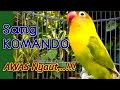 Bagai Sang KOMANDO, AWAS NYAUT,..!! Suara Lovebird ini Bisa bikin LB mu Rajin Bunyi Sepanjang Hari