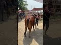 Huge red gorgeous Shahiwal bull #bulls #cow #cattle#cattleworld #vairalshort ##everyone
