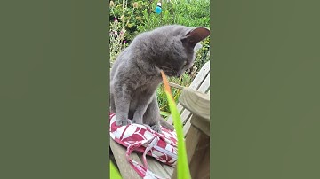 Lazy #new #cat #lazy #sunday #viral #shorts #cats #love #catshorts #catvideos #food #gatos #meow