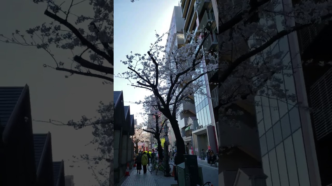 Tokyo Cherry Blossom