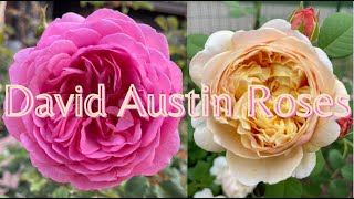 David Austin Roses  @dreamrosegarden4094  in Wisconsin Zone 5B     #ladyofshalott #กุหลาบอังกฤษ