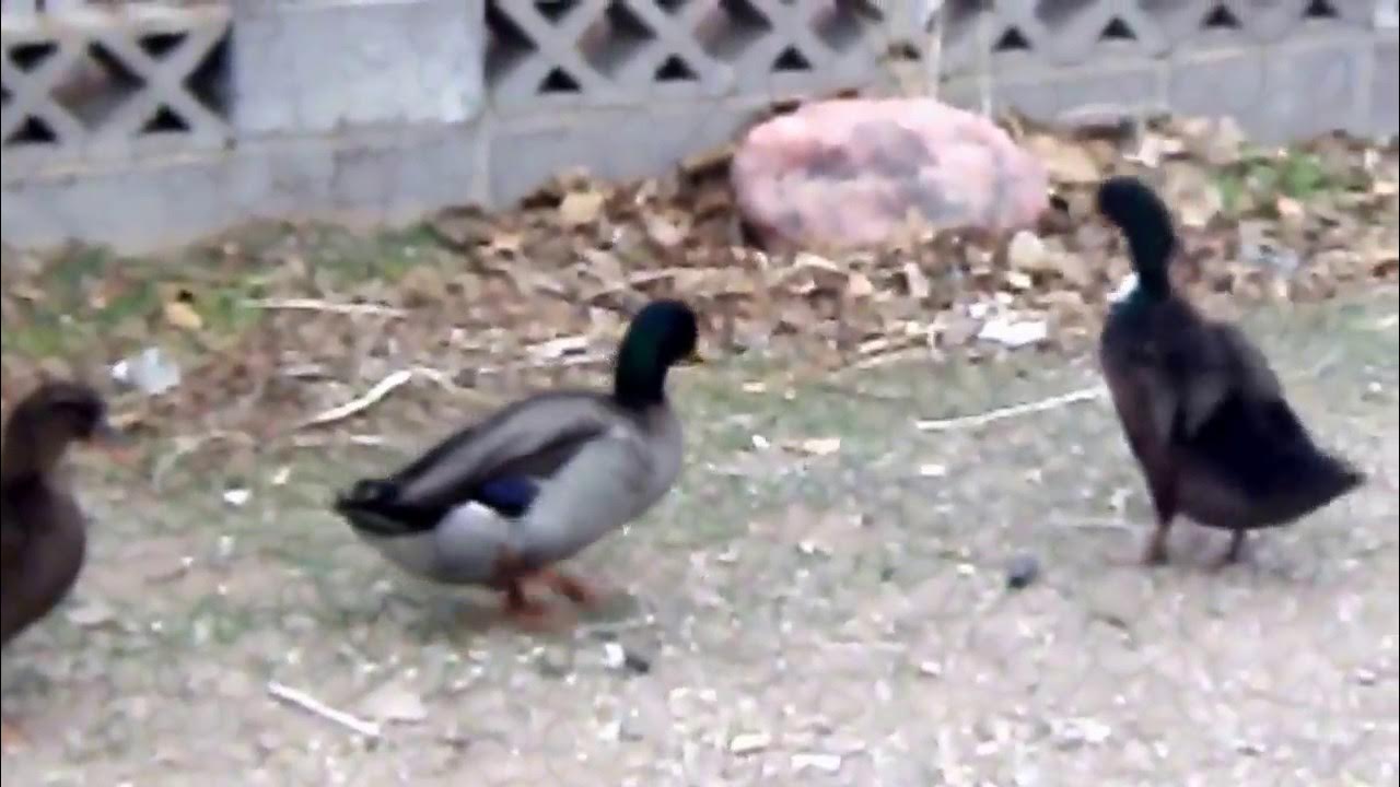 diy ibc tote duck coop chicken coop build part1 YouTube