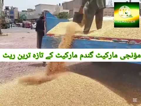 غلّہ منڈیوں کے تازہ ترین ریٹ 25 جنوری 2025Galla mandi Arifwalla okara or Galla mandi haroonabad غلّہ منڈیوں کے تازہ ترین ریٹ 25 جنوری 2025Galla mandi Arifwalla okara or Galla mandi haroonabad