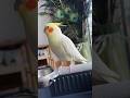 Jerry the cute cockatiel loves showing off its dance moves to everyone! ❤️ #cockatielscraze