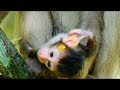 Young Mom Monkey Rose Surprise  !! When See Baby Monkey Rex Try To Walk