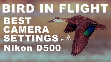 Best camera settings for bird in flight | Nikon D500