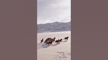 آيات تهز الجبال من سورة الحشر | تلاوة خاشعة