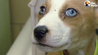 Cops Go Undercover To Save Dozens Of Dogs