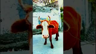 Wild Cow With Calf ||जंगली गाय||جنگلی گائے ۔||#Shortviralyoutube #Youtubeshorts