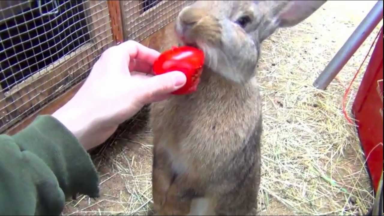 What do rabbits like to eat?