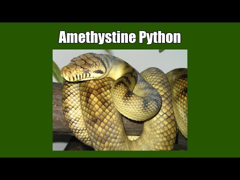 Have You Seen Any Amethystine Python Before?