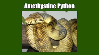 Famous Have You Seen Any Amethystine Python Before? Profile
