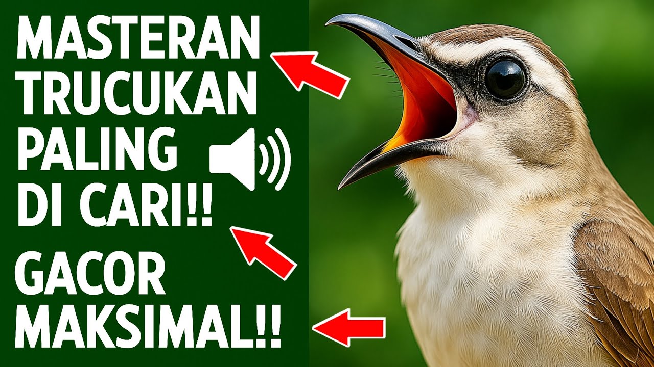 Pancingan trucukan gacor ngalas tarung ropel paling bagus untuk pancingan trucukan agar bunyi nyaut