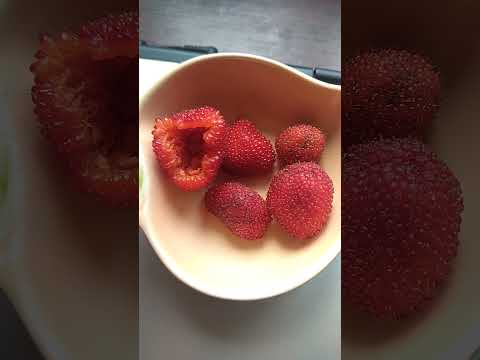 Клубничное дерево.🍓😊