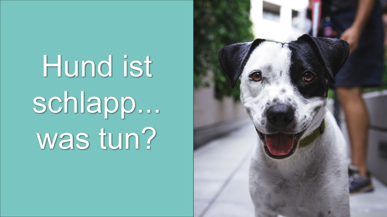 Hund ist schlapp&hellip; was tun? YouTube