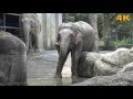 Asian Elephant  亞洲象 ( 2016 Ultra HD 4K HDR )