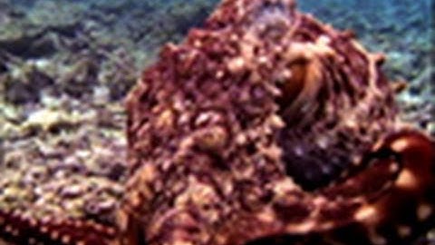 Octopus vs. Bird | National Geographic