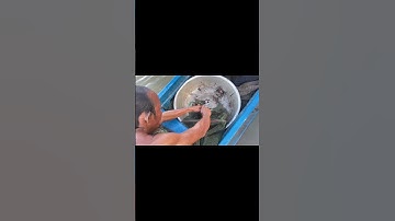 đổ 12 cửa ngục được mớ cá nấu chua #trọng97 #cuộcsốngmiềntây