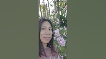 Thumbnail of #shorts Winter Apricot Flowers in the garden@BISDAKSaOZ