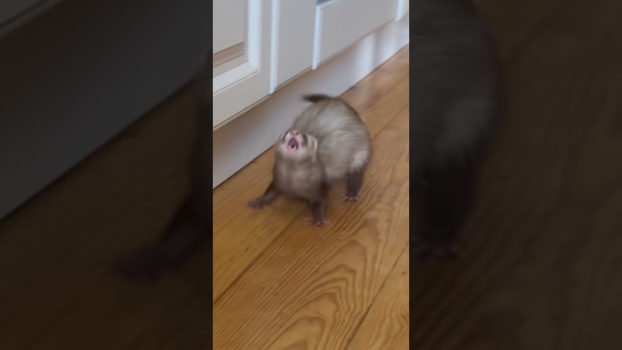 Quand c’est pas le trou, c’est les escaliers 🤦🏻‍♀️ toujours des bêtises à faire 😭🫶🏻 #ferret