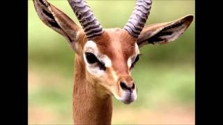 Antelope Response To Biker