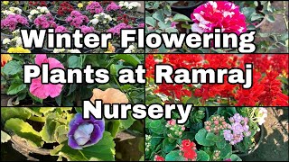 Winter Flowering Plants at Ramraj Nursery |Ramiyas Gardening and Travel Vlogs