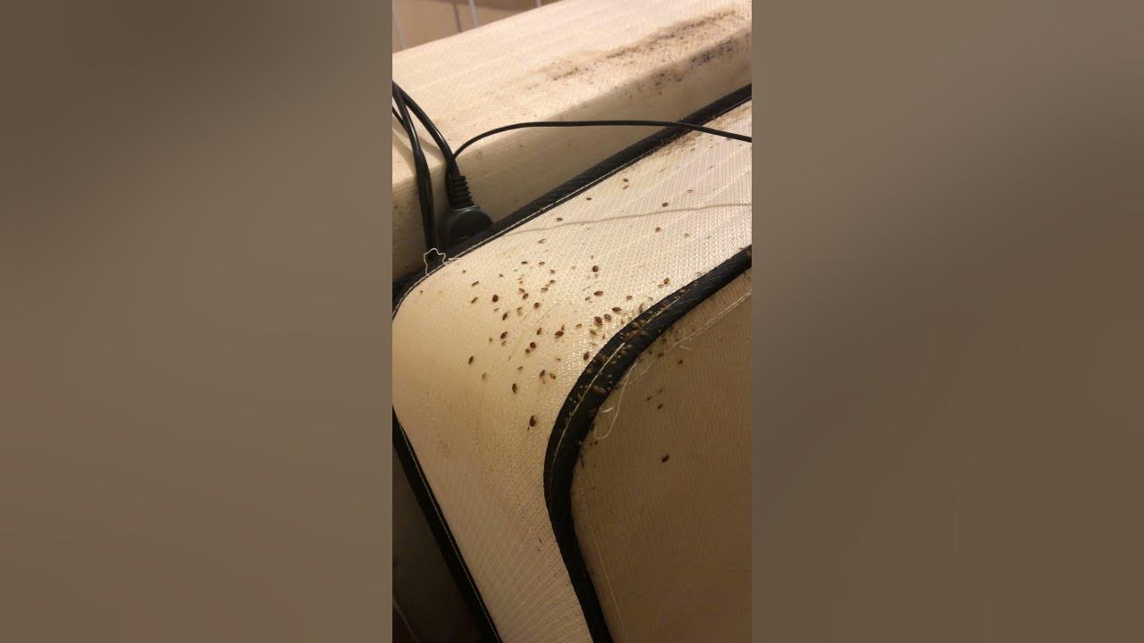 Get rid of bed bugs crawling on your mattress YouTube