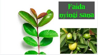 Maajabu ya majani ya mpera/Nguvu za kiume/Benefits of Guava leaves