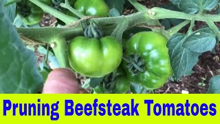 Pruning beefsteak tomato plants for a bigger better yield Content