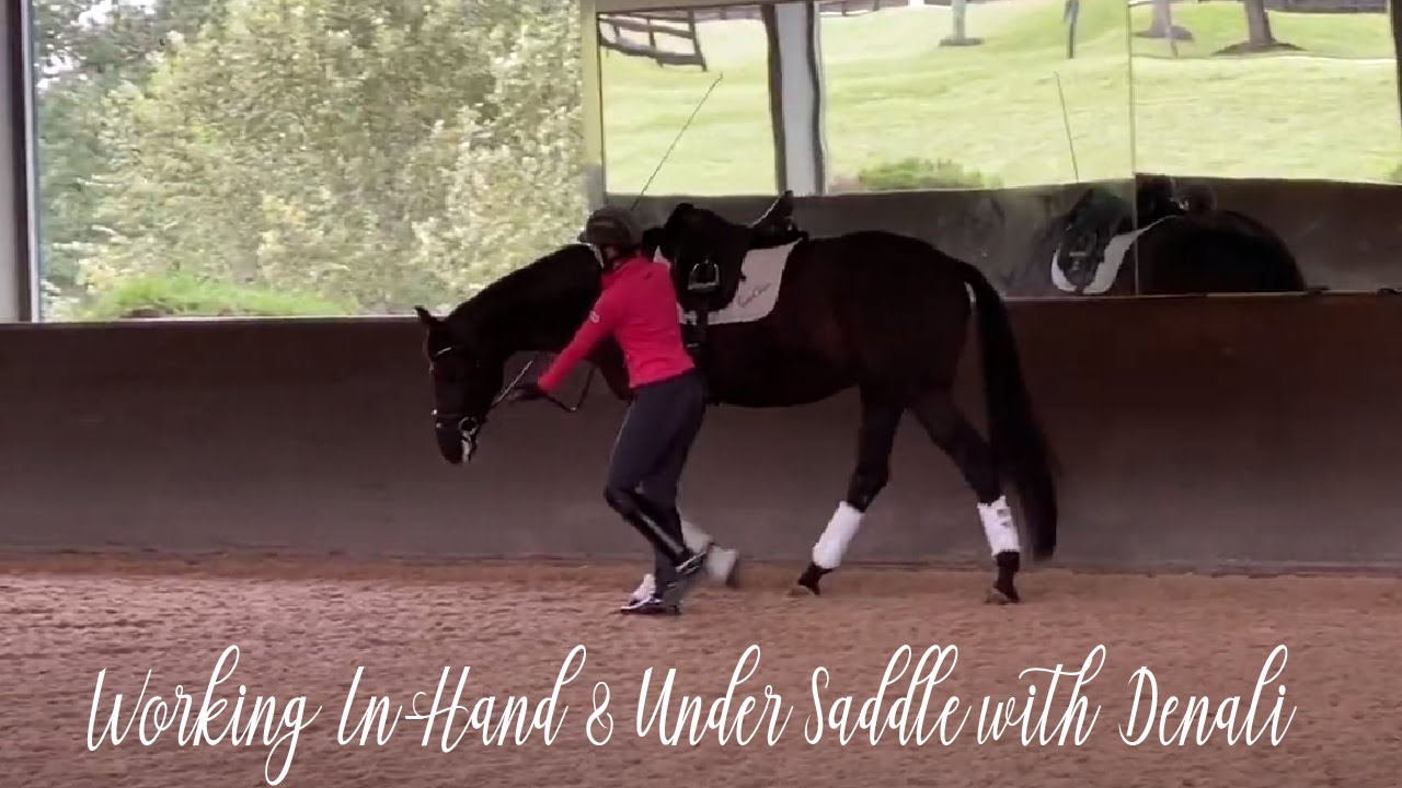 Working In-hand & Under Saddle with Denali