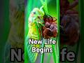 Cicada Next to Its Exoskeleton &ndash; Amazing Insect Transformation Short I NATURAXIS  #Naturaxis