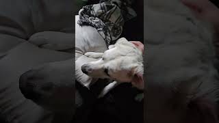 Bestest Girls Booty Rub Asmr