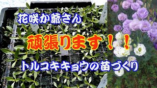 トルコキキョウの育苗 Youtube トルコキキョウの育苗 Youtube