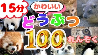 【実写動画】かわいい動物100連続