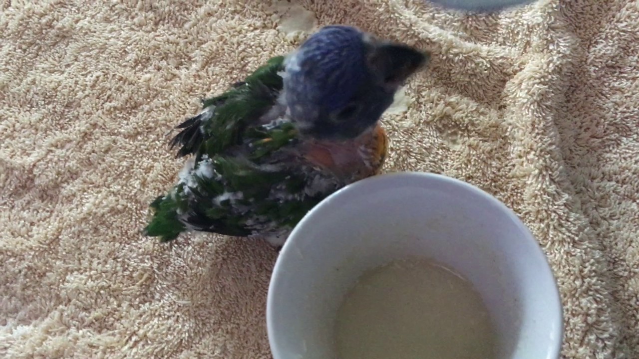 Baby rainbow lorikeet feeding YouTube