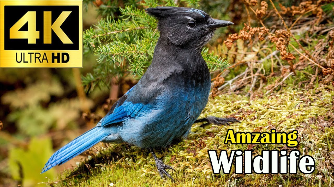 Colorful Birds of Paradise | Incredible Wildlife in Stunning 4K with Relax Music Stress Relief